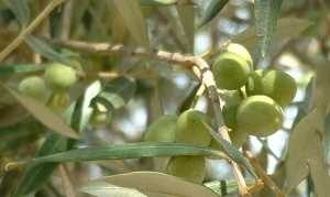 Olive da tavola